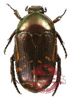 Poecilopharis poggii (5 pcs A-/A2)