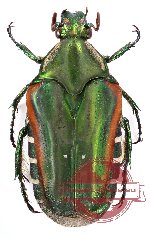 Eumacronota ludekingi (A2)