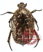 Protaetia (Pseudourbania) guttulata (A2)