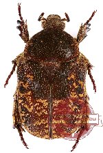 Protaetia (Pachyprotaetia) mixta (10 pcs)