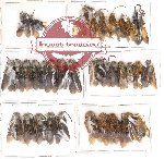 Scientific lot no. 1 Hymenoptera (35 pcs)