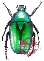 Rhomborhina gigantea (A-)