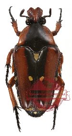 Ixorida (Oncosterna) celebensis nigripilosa (10 pcs)