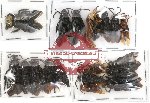 Scientific lot no. 3 Hymenoptera (18 pcs)