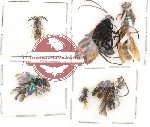 Scientific lot no. 4 Hymenoptera (12 pcs)
