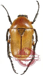 Aphanesthes succinea