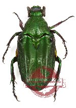 Glyptothea moultoni (A-)