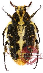 Taeniodera zebrae (5 pcs)