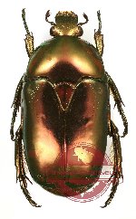 Poecilopharis babarica Jákl (A-)