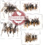 Scientific lot no. 9 Hymenoptera (A2) (22 pcs)