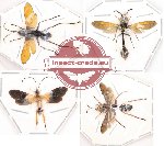 Scientific lot no. 10 Hymenoptera (4 pcs)