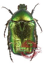 Cetonia (s.str.) aurata ssp. viridiventris (A-)