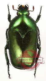 Ischiopsopha (s.str.) keitanis Jákl, 2016 (A2)