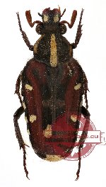 Euselates (s.str.) laotica BLACK FORM