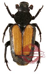 Clinterocera raui (A-)