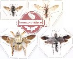 Scientific lot no. 12 Hymenoptera (4 pcs)