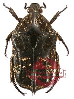 Protaetia (Miksicia) acuminatus