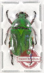 Trigonophorus xisana