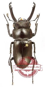 Dorcus bisignatus bisignatus (A2)