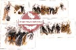 Scientific lot no. 15 Hymenoptera (25 pcs)
