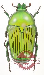 Euchilia (s.str.) sulcata (A-)