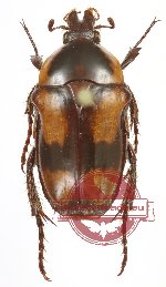 Coptomiopsis viossati