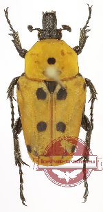 Epixanthis novempunctata (A2)