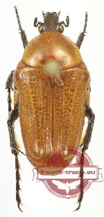 Leucocelis (s.str.) rubra