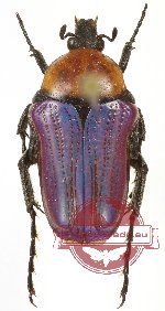 Leucocelis (s.str.) amethystina (A2)