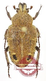 Taeniodera inermis