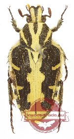 Taeniodera baolocensis