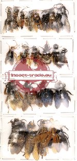 Scientific lot no. 18 Hymenoptera (25 pcs) (A,A-,A2)