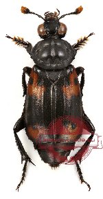 Nicrophorus (s.str.) heurni Portevin, 1926 (10 pcs)