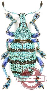 Eupholus geoffroyi (10 pcs)