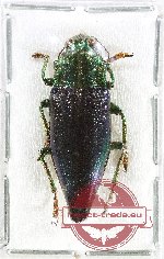 Cyphogastra (s.str.) staudingeri holynskii PARATYPE (AA-)