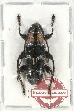 Tmesisternus sp. 13 (5 pcs)