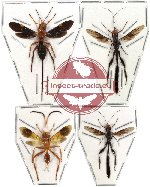 Scientific lot no. 21 Hymenoptera (4pcs) (1pc A-)