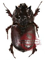 Dipelicus cantori (5 pairs)