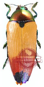 Metaxymorpha apicalis