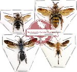 Scientific lot no. 22 Hymenoptera (4 pcs) (3pc A2)