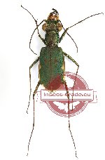 Myriochile (s.str.) semicincta (A-)