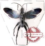 Scientific lot no. 24 Hymenoptera (1 pcs)