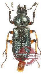 Platycerus acuticollis (5 pcs - 4m, 1f)