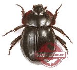 Hybosorinae sp. 11 (A2)