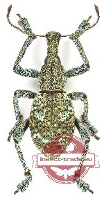 Rhinoscapha sp. 20 (5 pcs)