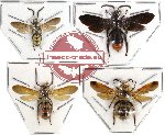 Scientific lot no. 28 - Scoliidae (4pcs) (1pc A-, 1pc A2)