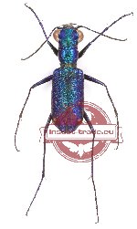 Prothyma quadriguttata (10 pcs)
