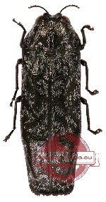Coraebus spathatus Kerremans, 1892 (5 pcs)