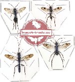 Scientific lot no. 38 Hymenoptera (4 pcs)