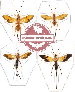 Scientific lot no. 39 (Ichneumonidae) 4pcs  (1pc A2)